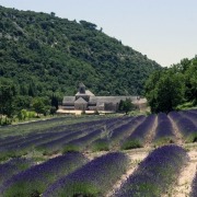 Het klooster Sénanque tussen de lavendelvelden in de Vaucluse